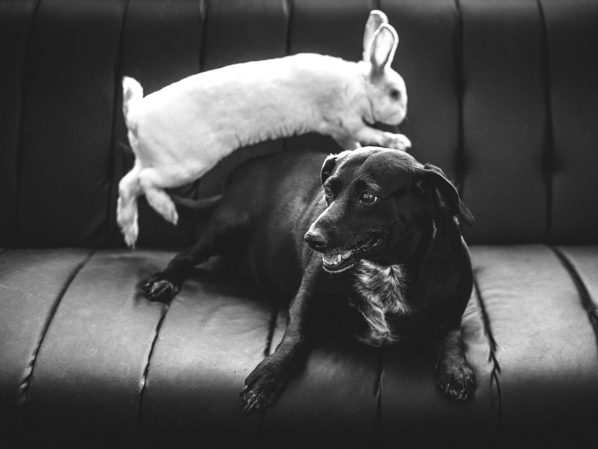 Black and white photograph of a dog and a rabbit